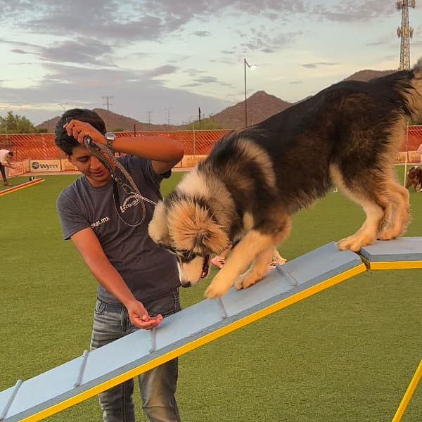 Perro aprendiendo obediencia básica